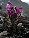 pedicularis_daysantha_phantomodden_15july 001